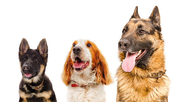 istock Portrait of three dogs closeup 607270080
