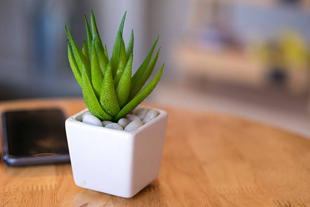 istock Indoor plant in pot on table 607270254