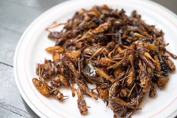 Fried insects Fried insects in white dish earthworm photos stock pictures, royalty-free photos & images