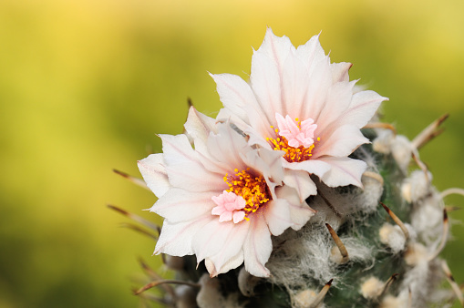Beautiful blooming cacti.