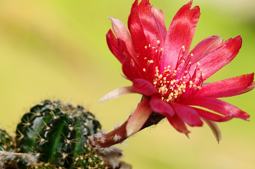 Beautiful blooming cacti.