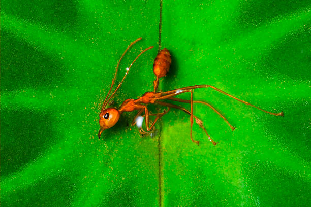 istock red ant lay down on green lotus leaf 607271632