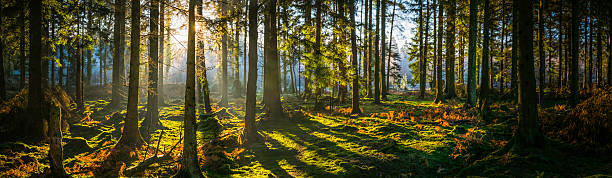 glorioso amanecer brillando a través del idílico paisaje arbolado del bosque de helechos dorados - soto fotografías e imágenes de stock