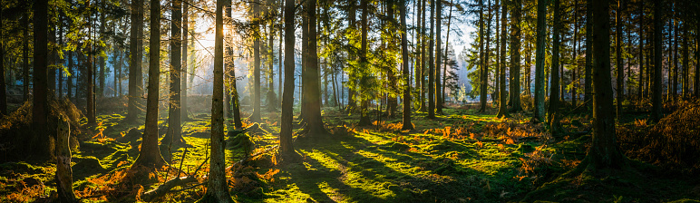 Early morning sunlight filtering through the pine needles of a green forest to illuminate the soft mossy undergrowth in this idyllic woodland glade.