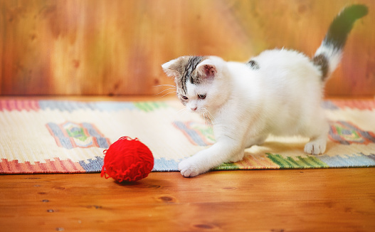 Kitty Playing with a Red Thread Wool Ball