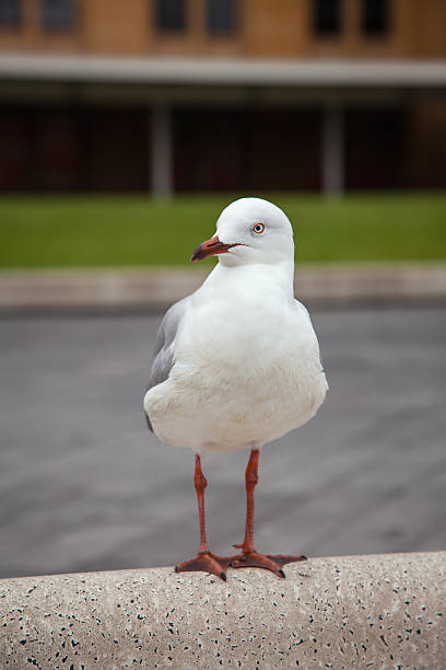istock The seagull looks aside 607273870