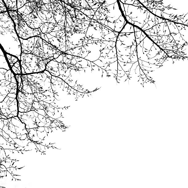 bare tree canopy in winter stock photo