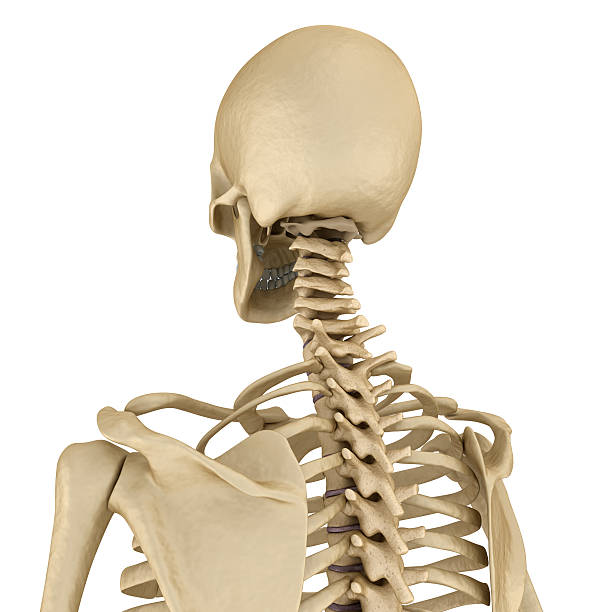 istock Human skeleton: breast chest. Front view. Medically accurate 3D illustration 607275210