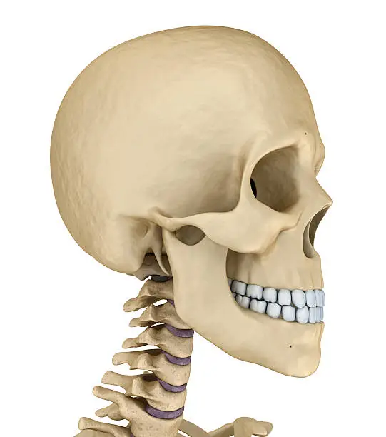 Human skull skeleton, isolated. Medically accurate 3d illustration .