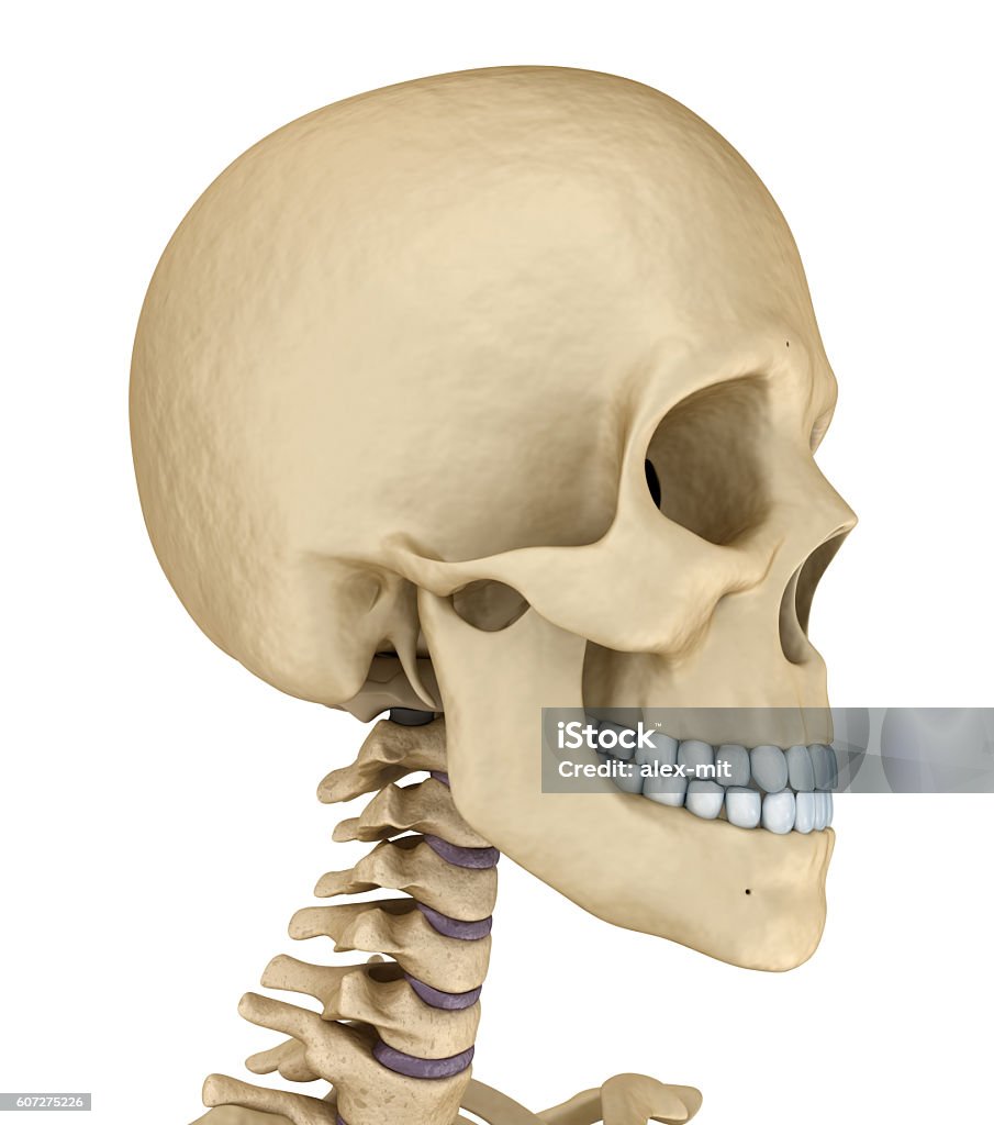 Bộ Xương Sọ Người Bị Cô Lập Minh Họa 3d Chính Xác Về Mặt Y Tế Hình ...