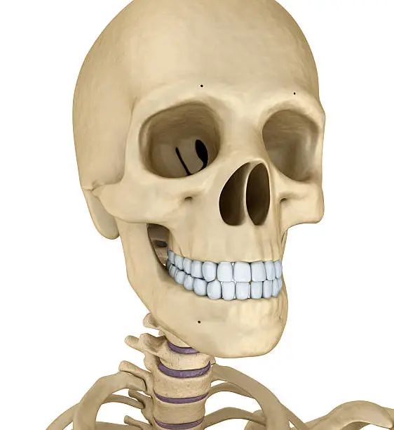 Human skull skeleton, isolated. Medically accurate 3d illustration .
