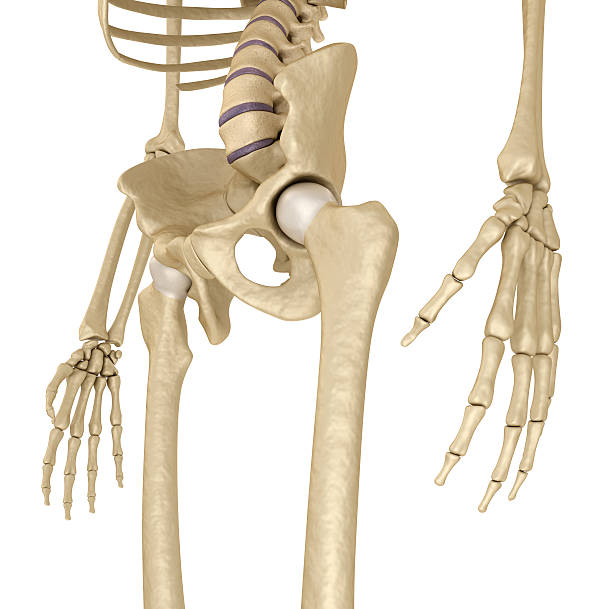 istock Human skeleton: pelvis and sacrum.  Isolated on white. 607275822