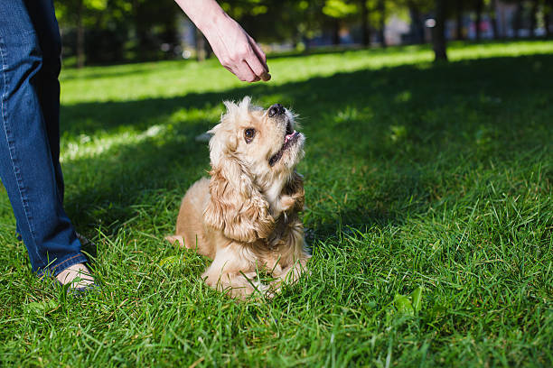istock Girl feeding dog 607275856