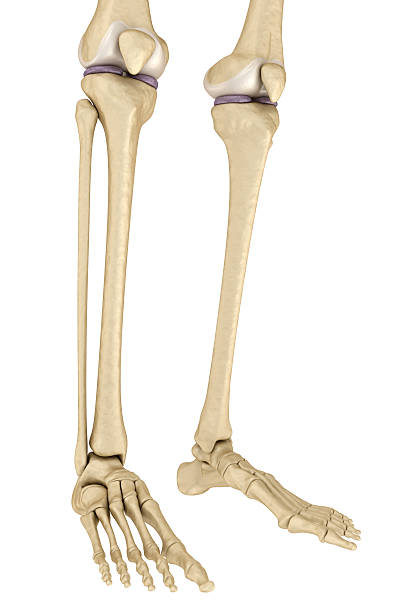 무릎 해부학. 흰색으로 격리됩니다. - cartilage patella human knee medical exam 뉴스 사진 이미지
