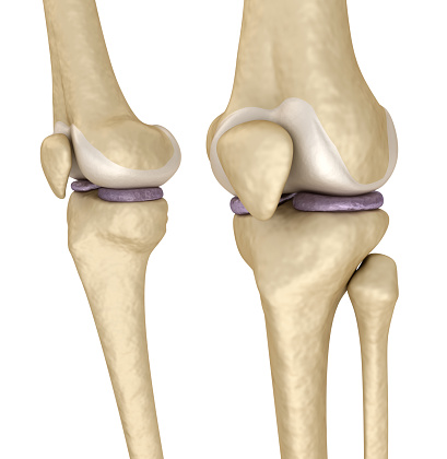 Knee anatomy. Isolated on white. Medically accurate 3D illustration