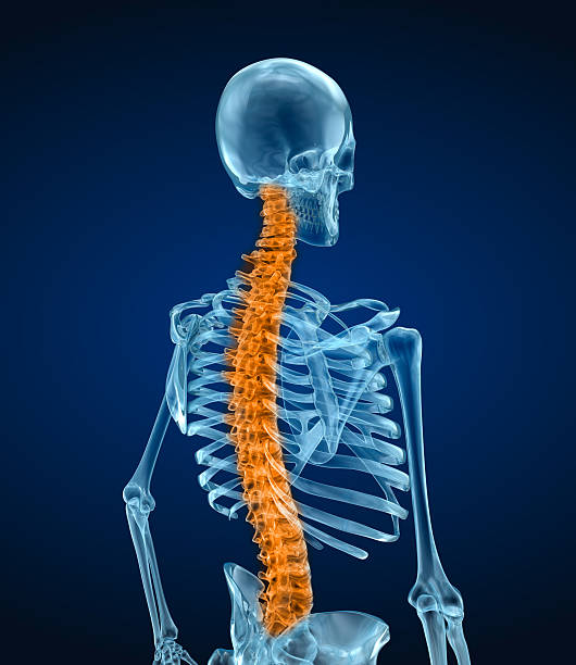 istock Human skeleton and spine. Xray view. Medically accurate 3D illustration 607276450