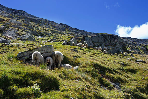 pecore sul sentiero sulle montagne svizzere - jungfrau region foto e immagini stock