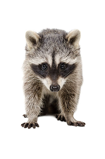 istock Portrait of a beautiful raccoon 607277066