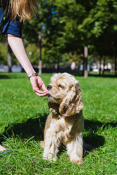istock Girl feeding dog 607277096