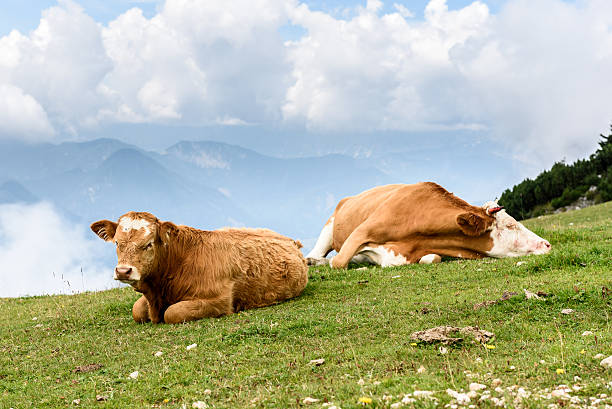 istock Free range cattle cows on high mountain green pasture. 607278040