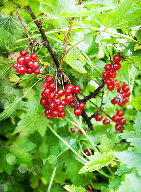 istock Bunch of fresh ripe red currant berry 607278278