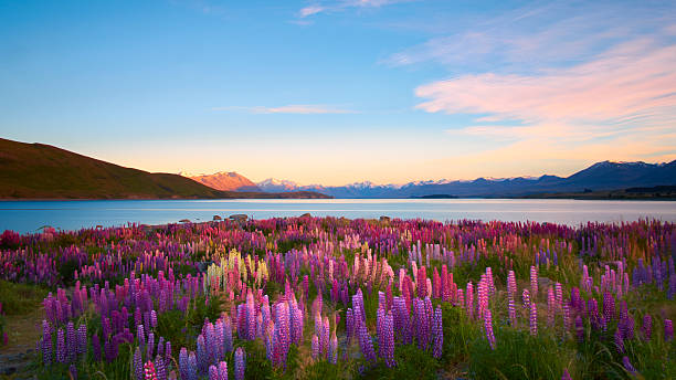 Lupins Of Lake Tekapo Morning sun lights up lupins growing next to Lake Tekapo, on New Zealand's South Island.  temperate flower photos stock pictures, royalty-free photos & images