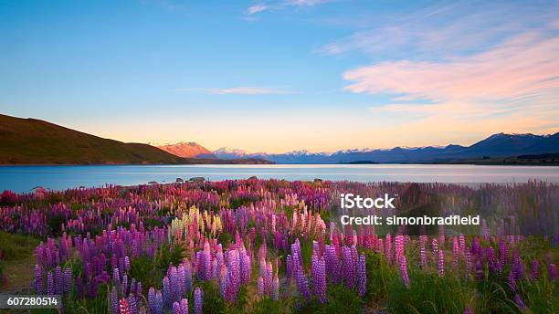 Lupins Of Lake Tekapo Stock Photo - Download Image Now - Landscape - Scenery, Scenics - Nature, Nature