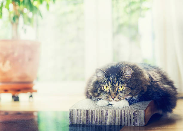 istock Sweet domestic cat lying and looking at camera 607280566