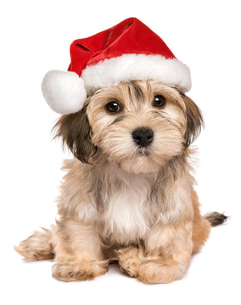 Funny sitting Christmas Havanese puppy dog Funny sitting Bichon Havanese puppy dog in a Christmas hat looking at camera - Isolated on a white background sable stock pictures, royalty-free photos & images
