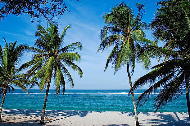 strand mit palmen in kenia - tiwi stock-fotos und bilder