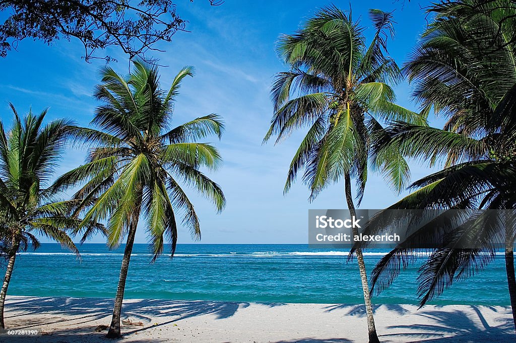 Beach with palms in Kenya Beach with palms in Kenya, Tiwi beach. Beach Stock Photo