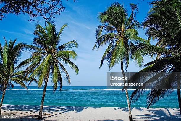 Beach With Palms In Kenya Stock Photo - Download Image Now - Beach, Mombasa, Kenya