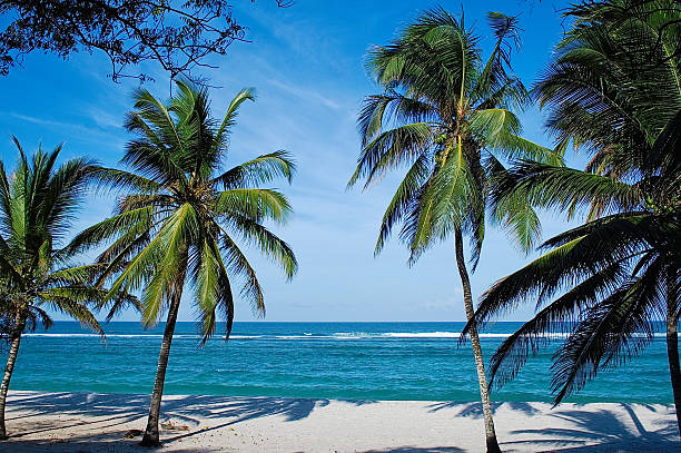 beach with palms in kenya - tiwi imagens e fotografias de stock