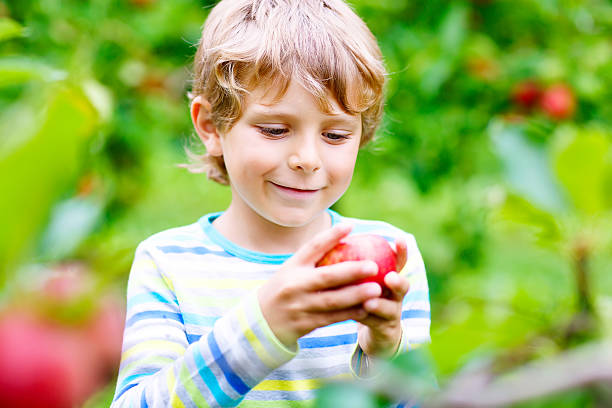 istock Little kid boy picking red apples on farm autumn 607281900