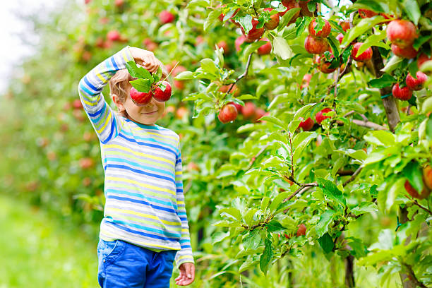 istock Little kid boy picking red apples on farm autumn 607282044