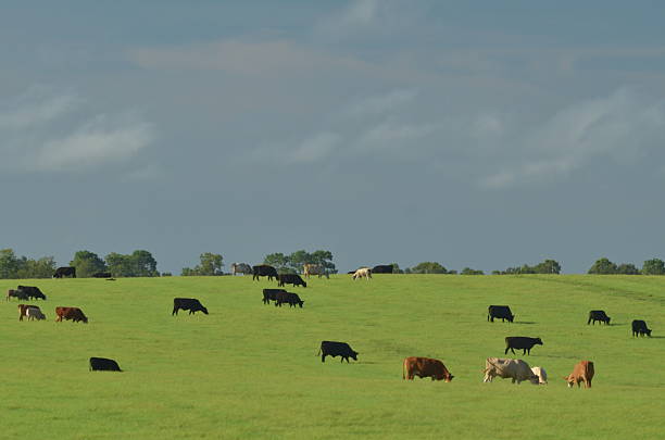 istock Large group of cows most facing right on green hillside 607282450