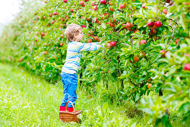 istock Little kid boy picking red apples on farm autumn 607282464