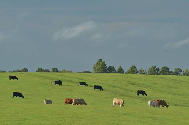 istock Cows on green patsure with treeline and cloud shadows 607282740
