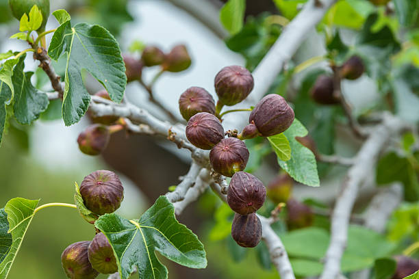 haufen von reifen feigen auf dem baum bereit für den tisch - nutritian stock-fotos und bilder