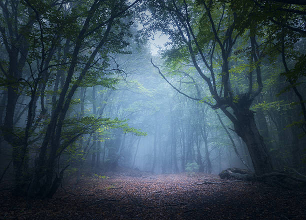 istock Mystical autumn forest in fog in the morning. Old Tree 607283208