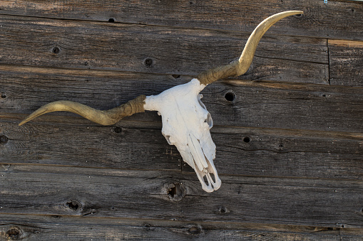 Landscape colour photo of the skull of a Texas Longhorn Cow hanging from the side of a wooden barn