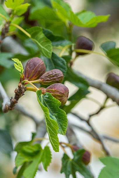 reife feigen auf einem baum bereit für die ernte - nutritian stock-fotos und bilder