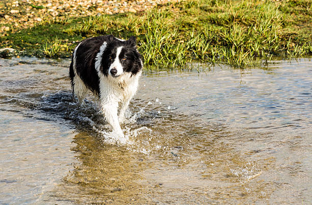 istock Border Collie Dog Splashes in Water 607284546