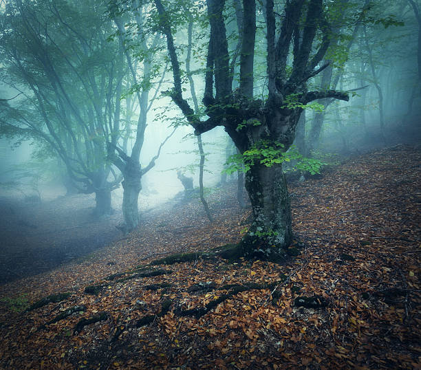 istock Mystical autumn forest in fog in the morning. Old Tree 607285736