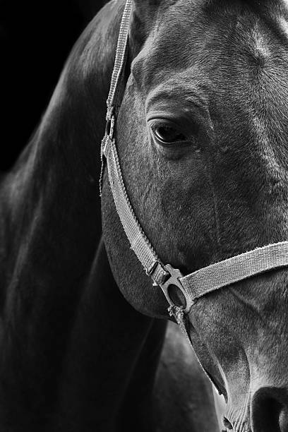 istock Black and White horse portrait 607285924