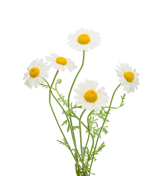 camomille sola su sfondo bianco, senza ombra - flower head bouquet daisy petal foto e immagini stock