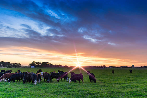 istock Bulls at sunset with flare 607288262