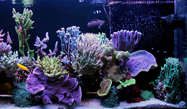Coral reef aquarium tank stock photo