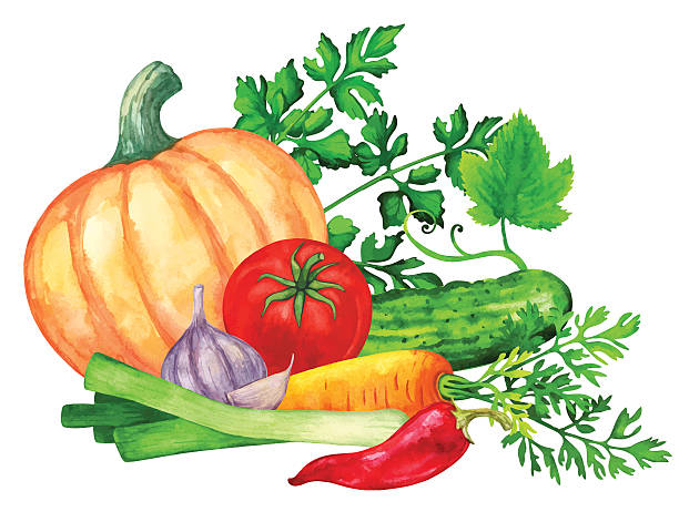 ilustraciones, imágenes clip art, dibujos animados e iconos de stock de watercolor verduras de hojas verdes - white background horizontal close up vegetable