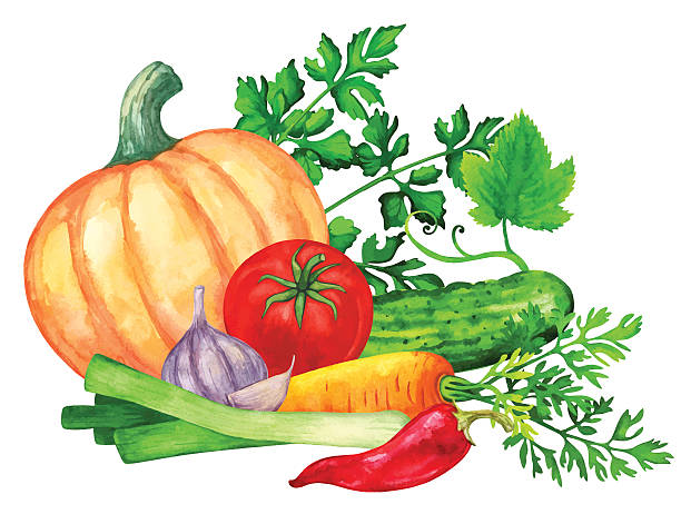 ilustrações de stock, clip art, desenhos animados e ícones de aguarela produtos hortícolas, verde folhas - cilantro parsley spice white background
